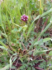 Trifolium gracilentum