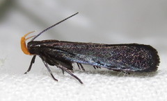 Dichomeris purpureofusca