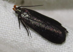 Dichomeris purpureofusca