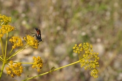 Cylindromyia intermedia