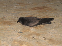Hydrobates tethys