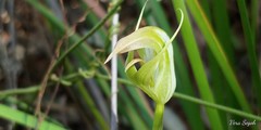 Pterostylis acuminata