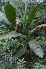 Heliconia mariae image