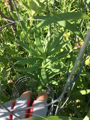 Lilium philadelphicum