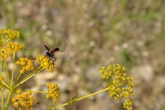 Cylindromyia intermedia