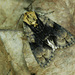 Alder Moth - Photo (c) Michał Brzeziński, some rights reserved (CC BY-NC), uploaded by Michał Brzeziński