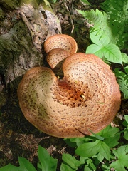 Cerioporus squamosus