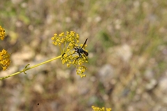 Cylindromyia intermedia
