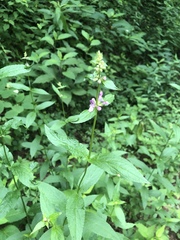 Stachys latidens