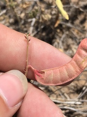 Hoffmannseggia drepanocarpa