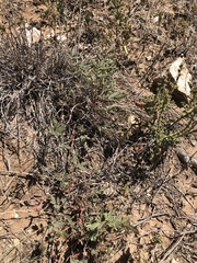 Hoffmannseggia drepanocarpa