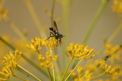 Cylindromyia intermedia