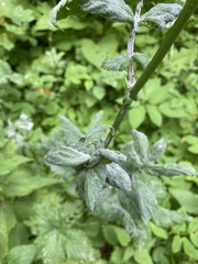 Podosphaera filipendulae