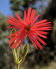 Silene laciniata laciniata