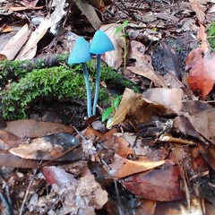Entoloma virescens
