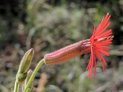 Silene laciniata laciniata