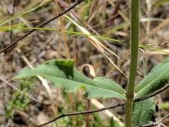 Silene laciniata laciniata
