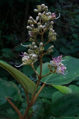 Miconia serrulata