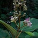 Miconia serrulata - Photo (c) Riley Fortier, some rights reserved (CC BY-NC), uploaded by Riley Fortier