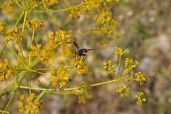 Cylindromyia intermedia