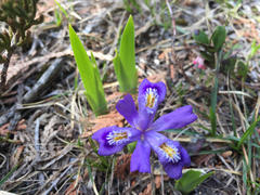 Iris lacustris