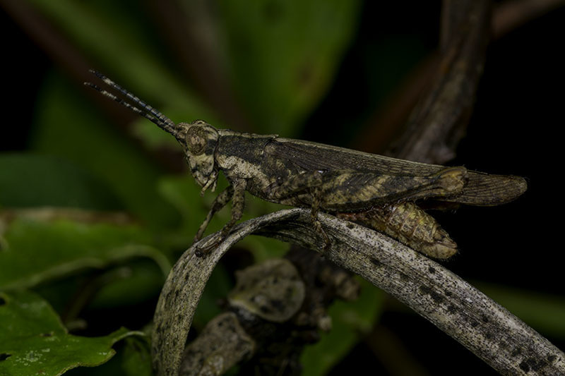 Vilerna aeneooculata