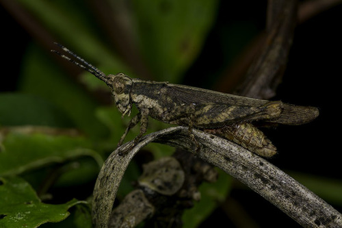Vilerna aeneooculata