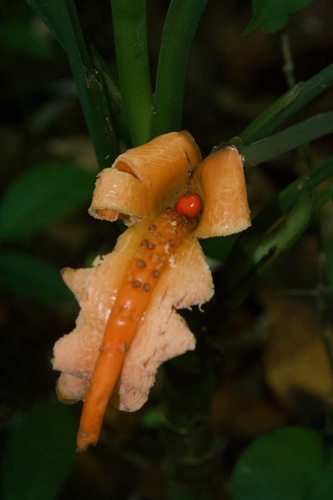 Dieffenbachia oerstedii