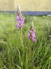 Dactylorhiza elata
