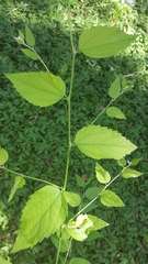 Celtis laevigata