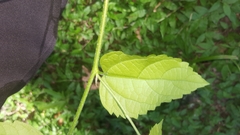 Celtis laevigata
