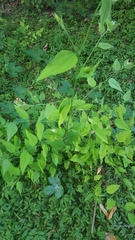 Celtis laevigata