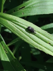 Microrhopala excavata