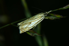 Crambus pratella