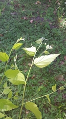 Celtis laevigata