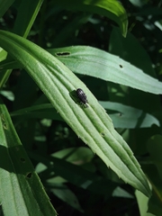 Microrhopala excavata
