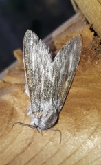 Acronicta lanceolaria