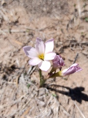 Zephyranthes fosteri