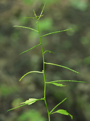 Alliaria petiolata