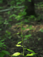 Alliaria petiolata
