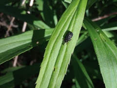 Microrhopala excavata