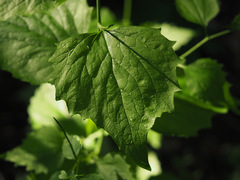 Alliaria petiolata