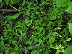 Moehringia trinervia