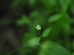 Moehringia trinervia
