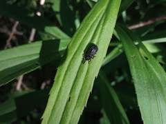 Microrhopala excavata