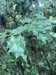 Ilex aquifolium