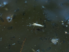 Aedes