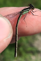 Coenagrion resolutum
