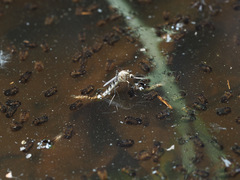Aedes