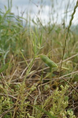 Lathyrus cicera